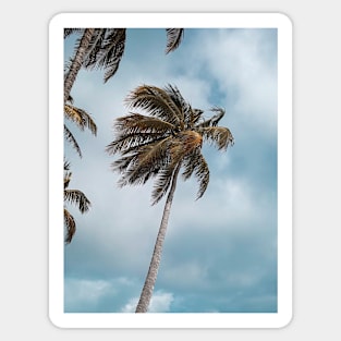 Palm Tree Sticker